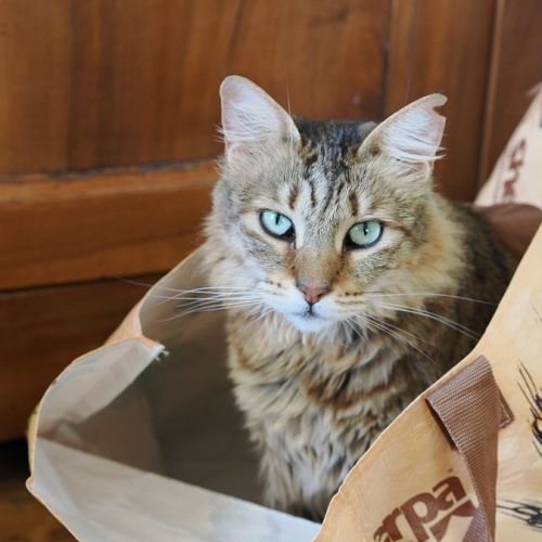 #FR2502048 - Amber, chat perdu à Saint-Christophe-en-Brionnais - Anima #FR2502048 - Amber, chat perdu à Saint-Christophe-en-Brionnais - Anima