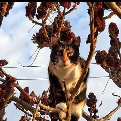 #FR2502051 - Chat perdu #FR2502051 - Chat perdu
