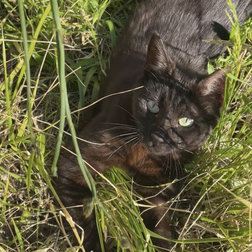 #FR2502053 - Chat perdu à Gagny - AnimalWeb France #FR2502053 - Chat perdu à Gagny - AnimalWeb France