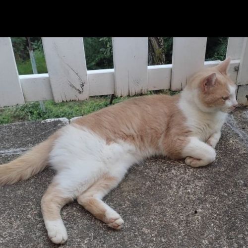 #FR2502059 - Floppy, chat perdu à Saint-Agrève - AnimalWeb France #FR2502059 - Floppy, chat perdu à Saint-Agrève - AnimalWeb France
