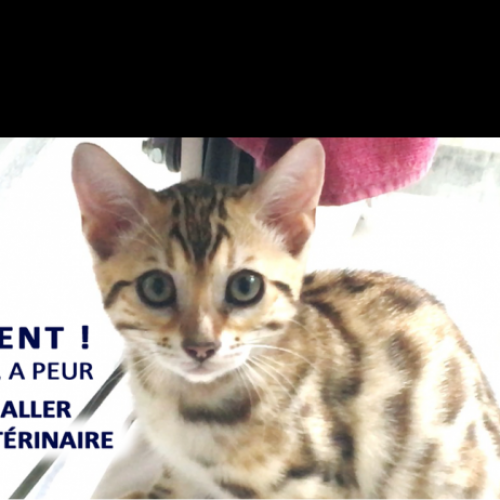 #FR210206 - Chat Perdu #FR210206 - Chat Perdu