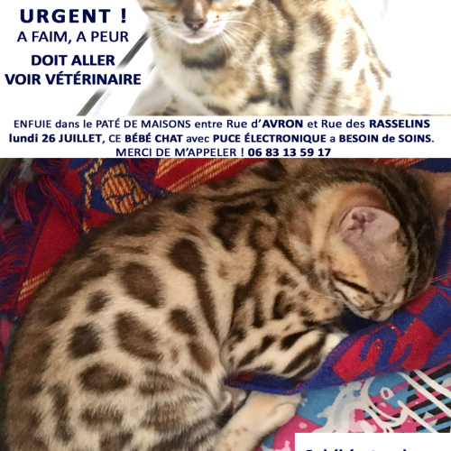 #FR210206 - Chat Perdu