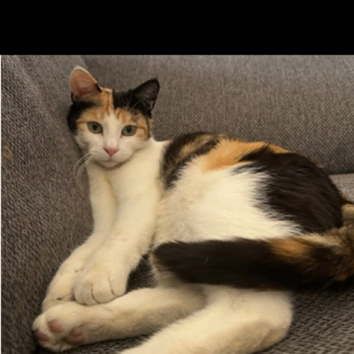#FR2502060 - Vanille, chat perdu à Dompierre-sur-Veyle - AnimalWeb Fra #FR2502060 - Vanille, chat perdu à Dompierre-sur-Veyle - AnimalWeb Fra