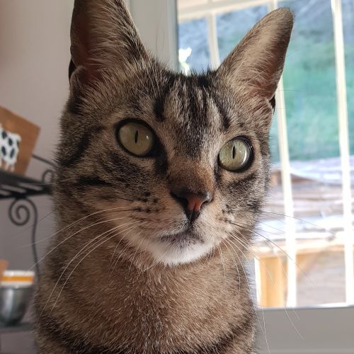 #FR2502062 - Lilou, chat perdu à Vallières-les-Grandes - AnimalWeb Fra #FR2502062 - Lilou, chat perdu à Vallières-les-Grandes - AnimalWeb Fra