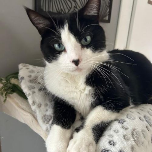 #FR2502063 - Chachat-, chat perdu à Esvres-sur-Indre - AnimalWeb Franc #FR2502063 - Chachat-, chat perdu à Esvres-sur-Indre - AnimalWeb Franc