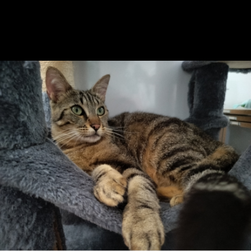 #FR2502065 - Yuna, chat perdu à Vay - AnimalWeb France #FR2502065 - Yuna, chat perdu à Vay - AnimalWeb France