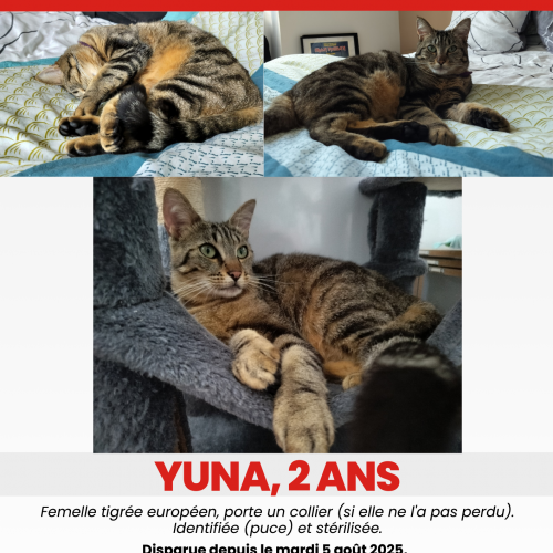 #FR2502065 - Chat perdu