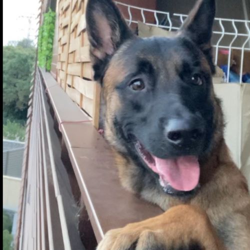 #FR2502015 - Loko, chien perdu à Saint-Brès - AnimalWeb France #FR2502015 - Loko, chien perdu à Saint-Brès - AnimalWeb France
