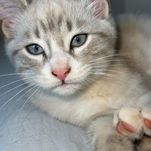 #FR2502068 - Yuki - Chat perdu à Quéven - AnimalWeb France #FR2502068 - Yuki - Chat perdu à Quéven - AnimalWeb France