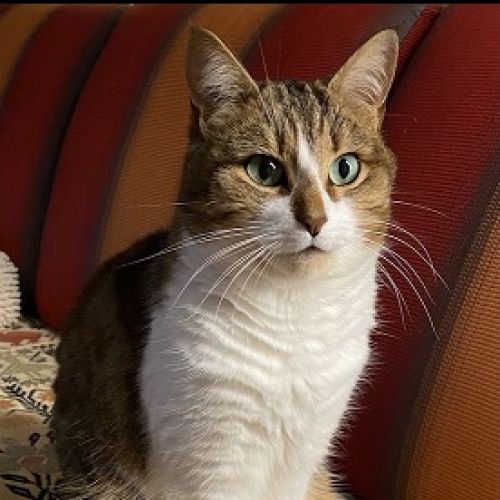 #FR2502072 - Madison, chat perdu à Yvré-l'Évêque - AnimalWeb France #FR2502072 - Madison, chat perdu à Yvré-l'Évêque - AnimalWeb France