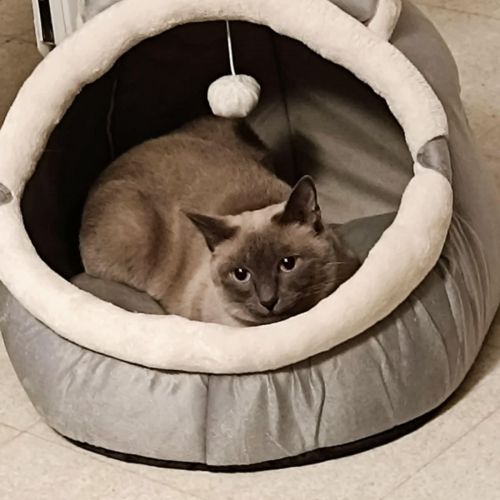 #FR2502078 - Lokie-, chat perdu à Villeneuve-sur-Lot - AnimalWeb Franc #FR2502078 - Lokie-, chat perdu à Villeneuve-sur-Lot - AnimalWeb Franc