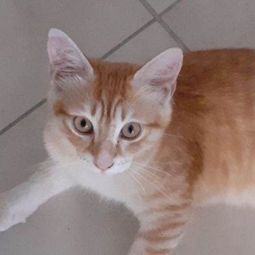 #FR2502080 - Léo, chat perdu à Fréjus - AnimalWeb France #FR2502080 - Léo, chat perdu à Fréjus - AnimalWeb France