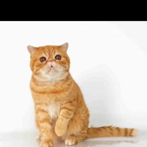 #FR2502081 - Rooky, chat perdu à Melun - AnimalWeb France #FR2502081 - Rooky, chat perdu à Melun - AnimalWeb France