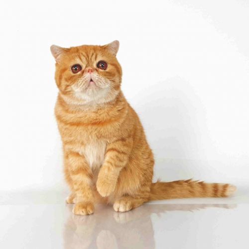 Chat perdu dans la nuit du 24 aout à Melun Chat perdu dans la nuit du 24 aout à Melun