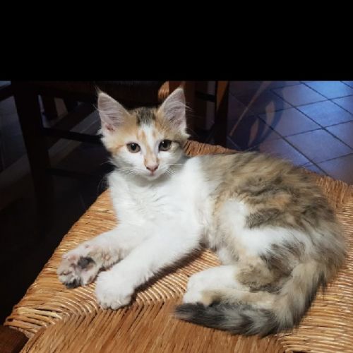 #FR2502085 - Chat perdu - Saint-Sauveur - AnimalWeb France #FR2502085 - Chat perdu - Saint-Sauveur - AnimalWeb France