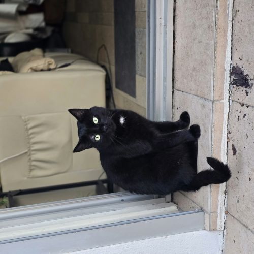 Chat noir avec petite tache blanche au niveau du poitrail Chat noir avec petite tache blanche au niveau du poitrail