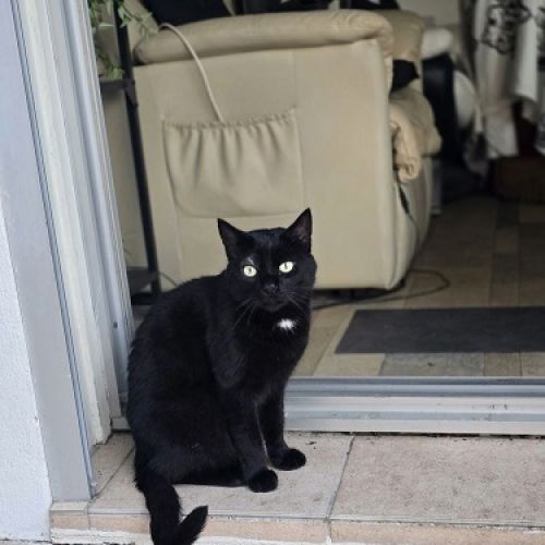 #FR2502086 - Happy, chat perdu à Châtillon-en-Vendelais - AnimalWeb Fr #FR2502086 - Happy, chat perdu à Châtillon-en-Vendelais - AnimalWeb Fr