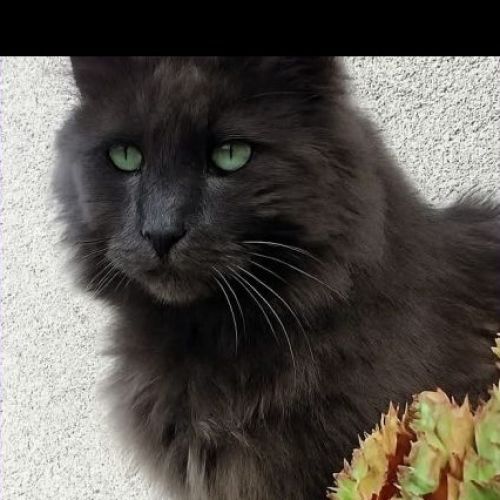 #FR2502089 - Matcha, chat perdu à Moulismes - AnimalWeb France #FR2502089 - Matcha, chat perdu à Moulismes - AnimalWeb France