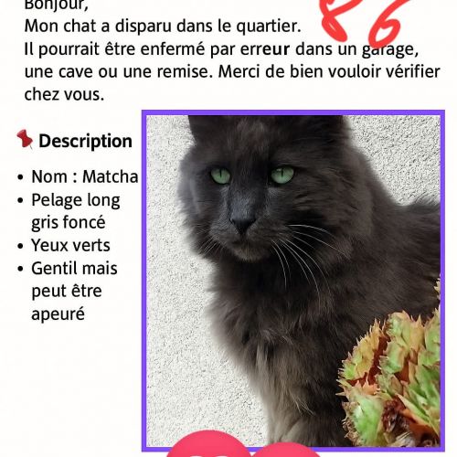 perdu chat perdu chat