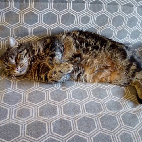 #FR2502090 - Roméo, chat perdu à Vigeois - AnimalWeb France #FR2502090 - Roméo, chat perdu à Vigeois - AnimalWeb France