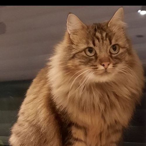 #FR2502095 - Chat perdu - Evires - AnimalWeb France #FR2502095 - Chat perdu - Evires - AnimalWeb France