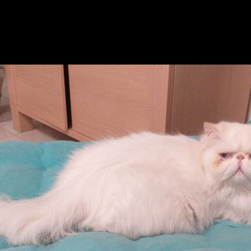 #FR2502096 - Noucky, chat perdu à Dunkerque - AnimalWeb France #FR2502096 - Noucky, chat perdu à Dunkerque - AnimalWeb France