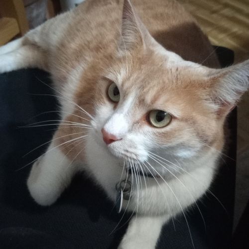 chatte perdu chatte perdu