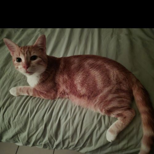 #FR2502100 - Topaze, chat perdu à Argenteuil - AnimalWeb France #FR2502100 - Topaze, chat perdu à Argenteuil - AnimalWeb France