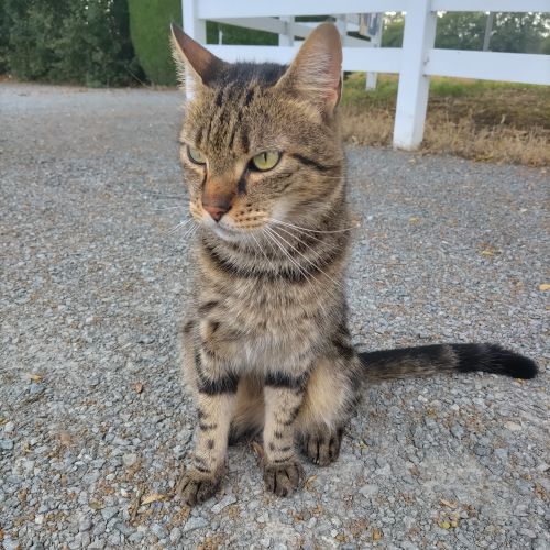 Je sollicite votre aide pour retrouver mon chat Je sollicite votre aide pour retrouver mon chat