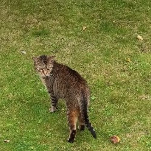 #FR2502111 - Chat trouvé à Saint-Étienne-du-Rouvray - AnimalWeb France #FR2502111 - Chat trouvé à Saint-Étienne-du-Rouvray - AnimalWeb France
