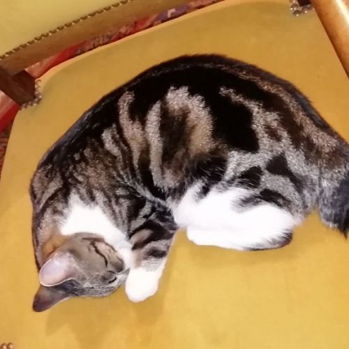 #FR2502115 - Chtiesty, chat perdu à Plumieux - AnimalWeb France #FR2502115 - Chtiesty, chat perdu à Plumieux - AnimalWeb France