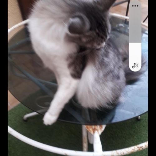 #FR2502218 - Figaro, chat perdu à Saint-Laurent-de-la-Salanque - Anima #FR2502218 - Figaro, chat perdu à Saint-Laurent-de-la-Salanque - Anima