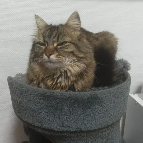 #FR2502121 - Madison, chat perdu à Chateauroux - AnimalWeb France #FR2502121 - Madison, chat perdu à Chateauroux - AnimalWeb France