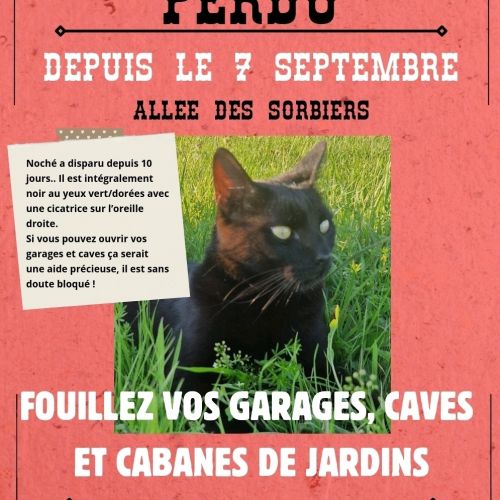 #FR2502122 - Noché, chat perdu à Bouxwiller - AnimalWeb France #FR2502122 - Noché, chat perdu à Bouxwiller - AnimalWeb France