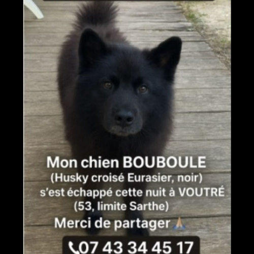 #FR2502131 - Bouboule, chien perdu à Voutré - AnimalWeb France #FR2502131 - Bouboule, chien perdu à Voutré - AnimalWeb France