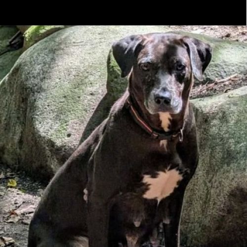 #FR2502137 - Chien perdu #FR2502137 - Chien perdu