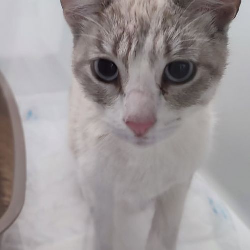 #FR2502138 - Chat trouvé à Rennes - AnimalWeb France #FR2502138 - Chat trouvé à Rennes - AnimalWeb France