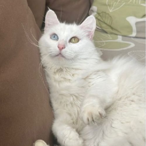 #FR2502139 - Gigi, chat perdu à Le Poiré-sur-Vie - AnimalWeb France #FR2502139 - Gigi, chat perdu à Le Poiré-sur-Vie - AnimalWeb France
