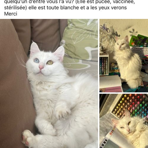 #FR2502139 - Gigi, chat perdu à Le Poiré-sur-Vie - AnimalWeb France