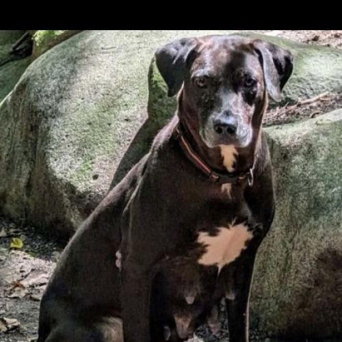 #FR2502142 - Muquin, chien perdu à Saint-Omer - AnimalWeb France #FR2502142 - Muquin, chien perdu à Saint-Omer - AnimalWeb France