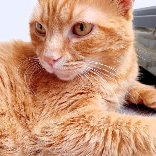 Chat roux perdu Chat roux perdu