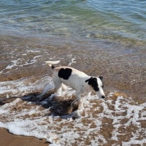 #FR2502144 - Marley, chien perdu à Besse-sur-Issole - AnimalWeb France #FR2502144 - Marley, chien perdu à Besse-sur-Issole - AnimalWeb France