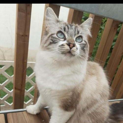 #FR2502145 - Suzume, chat perdu à Rennes - AnimalWeb France #FR2502145 - Suzume, chat perdu à Rennes - AnimalWeb France