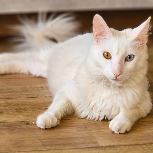 #FR2502147 - Neige, chat perdu à Cagnes-sur-Mer - AnimalWeb France #FR2502147 - Neige, chat perdu à Cagnes-sur-Mer - AnimalWeb France