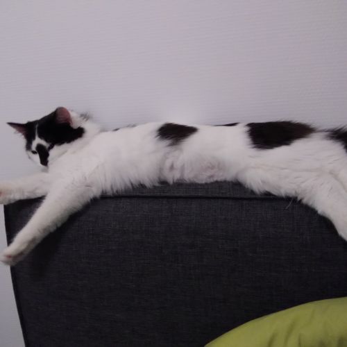 Chat perdu Chat perdu