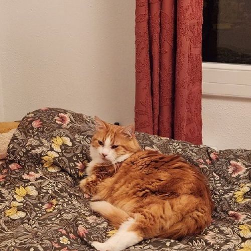 #FR2502153 - Miki, chat perdu à Pessac - AnimalWeb France #FR2502153 - Miki, chat perdu à Pessac - AnimalWeb France