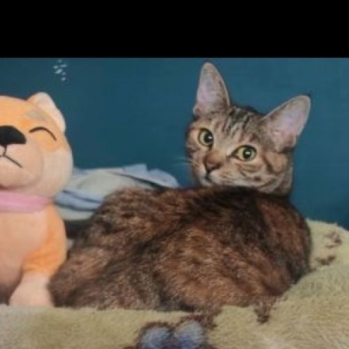 #FR2502154 - Shenzy, chat perdu à Bourges - AnimalWeb France #FR2502154 - Shenzy, chat perdu à Bourges - AnimalWeb France