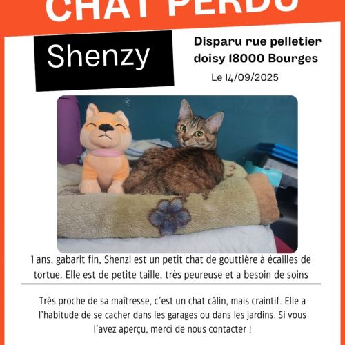 #FR2502154 - Shenzy, chat perdu à Bourges - AnimalWeb France #FR2502154 - Shenzy, chat perdu à Bourges - AnimalWeb France