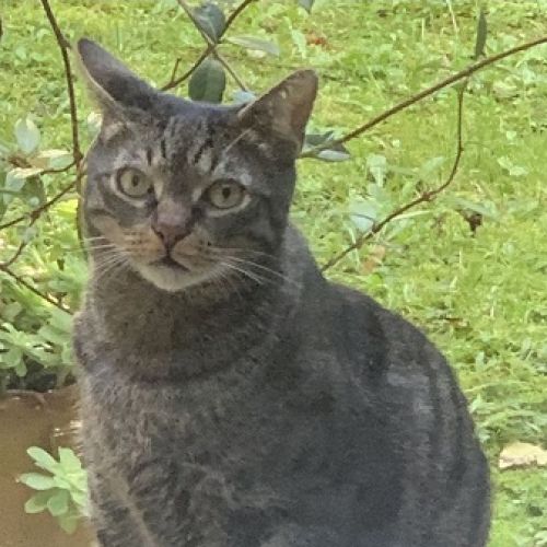 #FR2502155 - Bob, chat perdu à Bayonne - AnimalWeb France #FR2502155 - Bob, chat perdu à Bayonne - AnimalWeb France