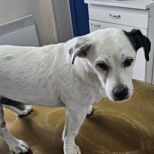 #FR2502157 - Noa, chien perdu à Marigny - AnimalWeb France #FR2502157 - Noa, chien perdu à Marigny - AnimalWeb France